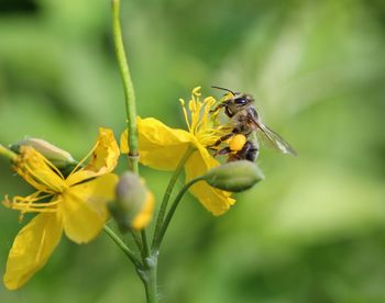 Close-up of bee on yellow flower