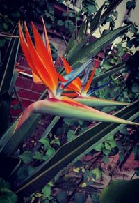 Close-up of flowers blooming outdoors