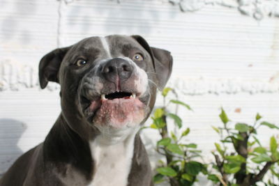 Close-up portrait of dog