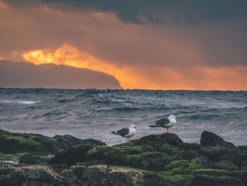 Seagulls on rocks at sea shore against sky during sunset