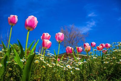 Close-up of tulips blooming in field