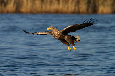 Close-up of eagle flying over sea