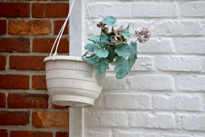 Close-up of white flowers against brick wall