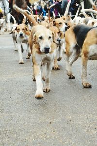 Dog looking away