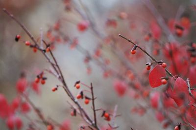 Close-up of leaves on tree