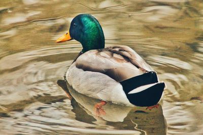 Close-up of bird