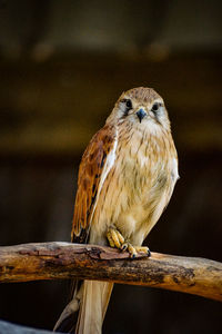 Close-up of bird perching on branch