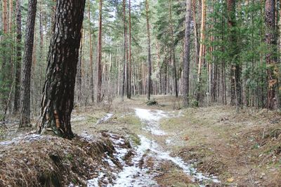 View of trees in the forest