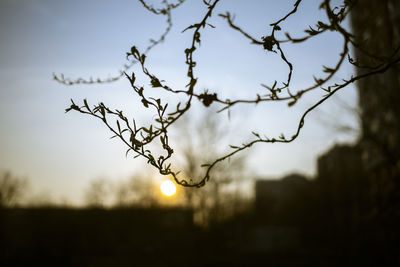 Low angle view of silhouette tree against sky during sunset