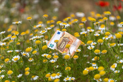 Close-up of yellow flowering plant on field