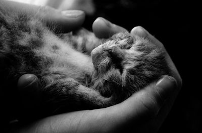 Close-up of cat sleeping