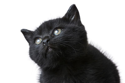 Close-up of black cat against white background