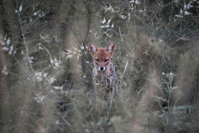 Fox standing in forest