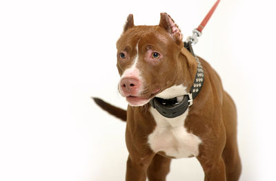 Portrait of a dog against white background