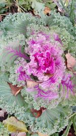 High angle view of pink flowers in water