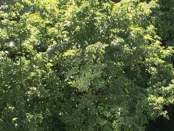 Plants and trees