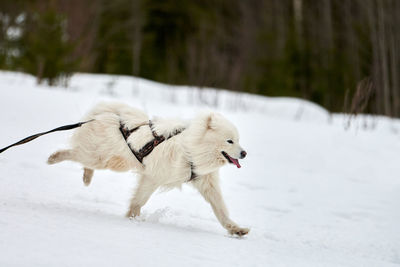 Running samoyed dog on sled dog racing. winter dog sport sled team competition. samoyed dog