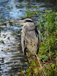 Bird perching on a tree