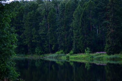 Scenic view of lake in forest