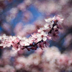 Close-up of cherry blossom