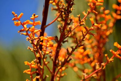 Close-up of flowers blooming on plant against sky