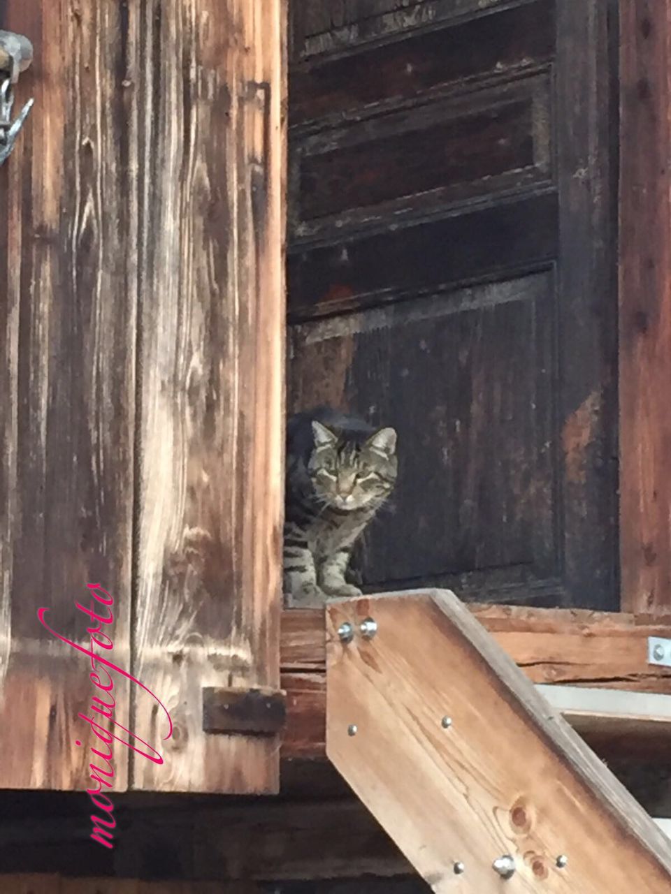 one animal, domestic animals, animal themes, domestic cat, pets, cat, mammal, feline, sitting, whisker, plank, zoology, curiosity, animal head, day, animal, outdoors, in front of, hiding