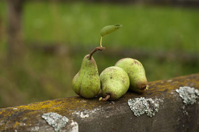 Close-up of pears on wood