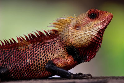 Close-up of a lizard