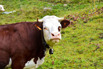 Cow on field