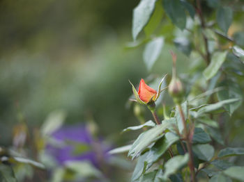 Close-up of yellow flowering plant