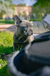 Close-up of a dog looking away