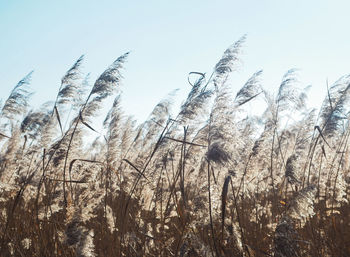 Close-up of stalks in field against clear sky