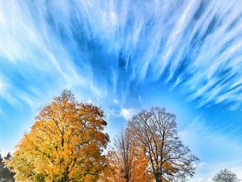 Low angle view of trees against blue sky