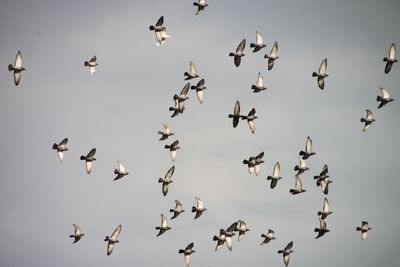 Low angle view of birds flying against sky