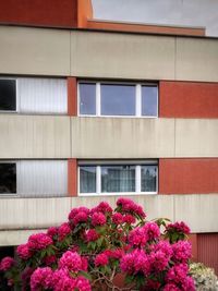 Close-up of pink flowering plant against building