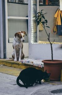 Dog sitting on floor