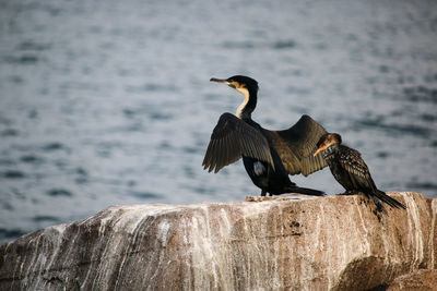 Bird on rock by sea