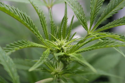 Close-up of plant