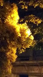 Low angle view of tree against sky at night