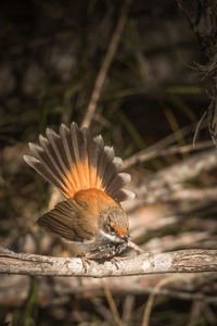 Close-up of butterfly on a plant