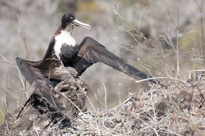 Unknown bird airing it's wings in a dry bush