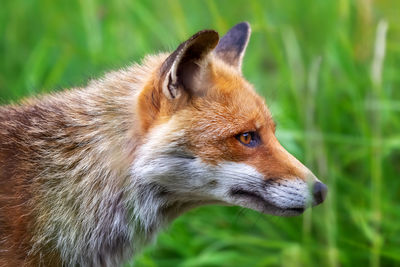 Close-up of fox on field