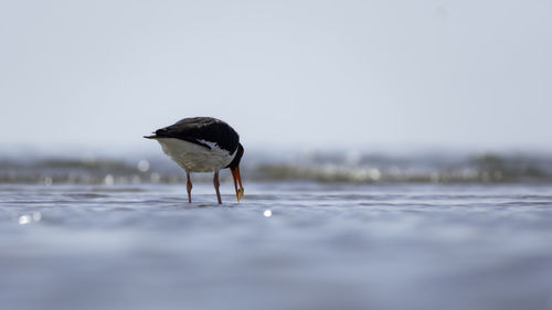 Bird on beach