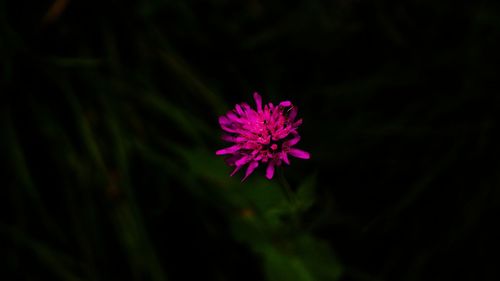 Close-up of pink flower blooming outdoors