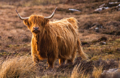 Portrait of cow standing on field