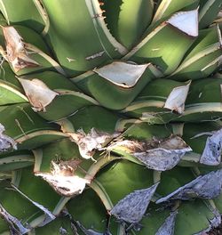 Close-up of plants