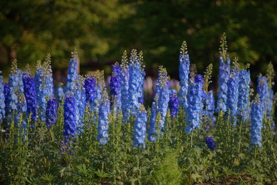 Close-up of purple flowering plants on field