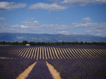 Scenic view of field against sky