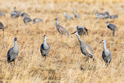 Flock of birds on field