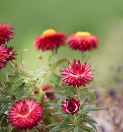 Close-up of red flowers blooming outdoors